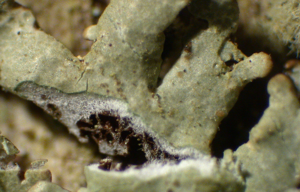 Hypogymnia hultenii - Thallus section with cavernulae