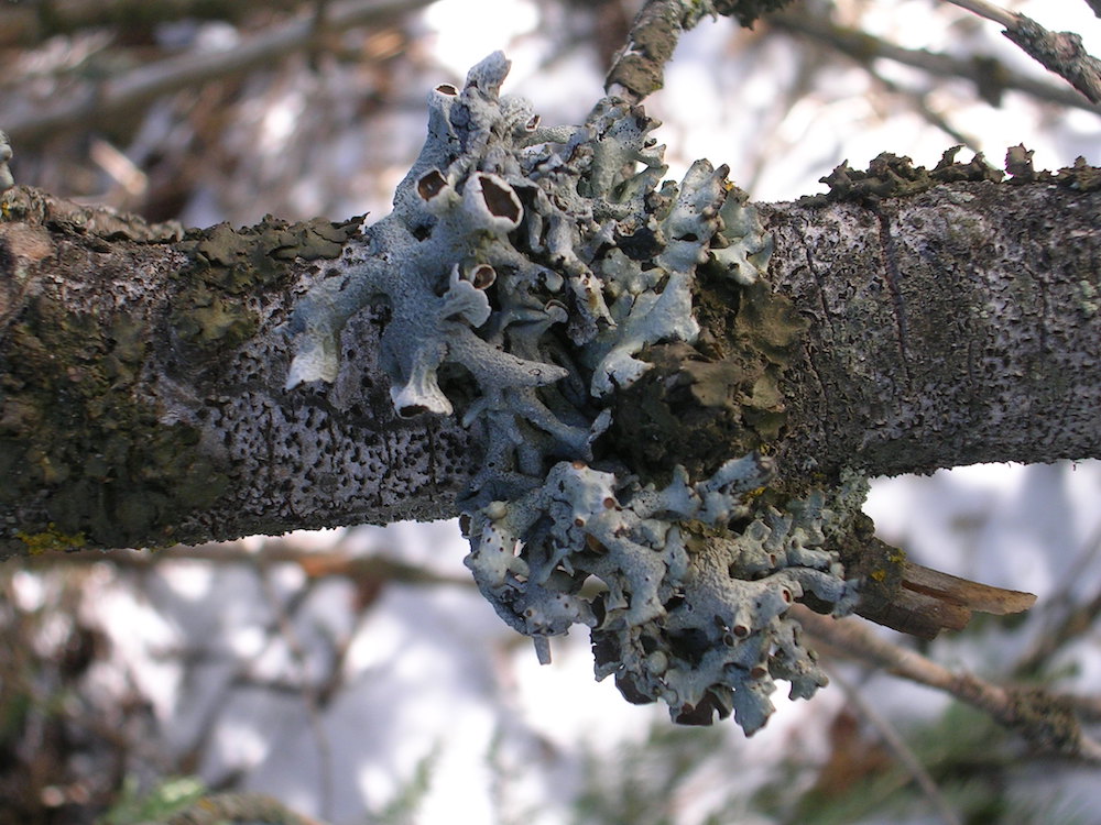 Hypogymnia imshaugii - Habit