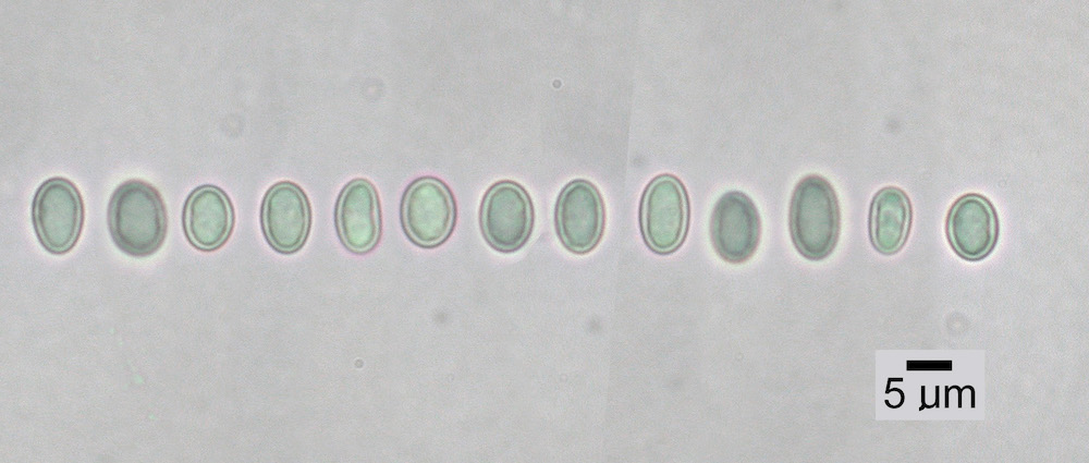 Hypogymnia imshaugii - Ascospores