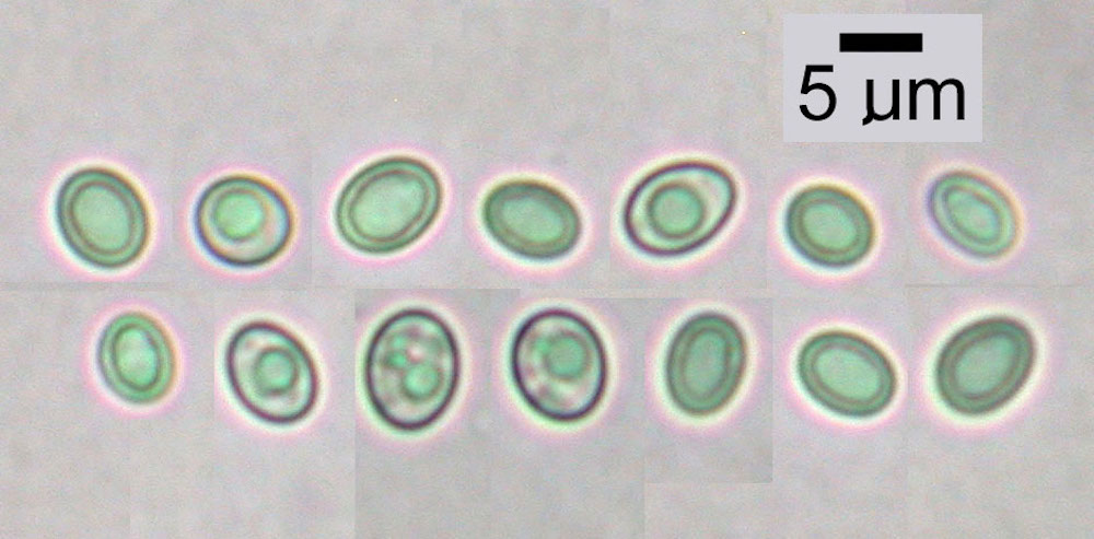 Hypogymnia inactiva - Ascospores