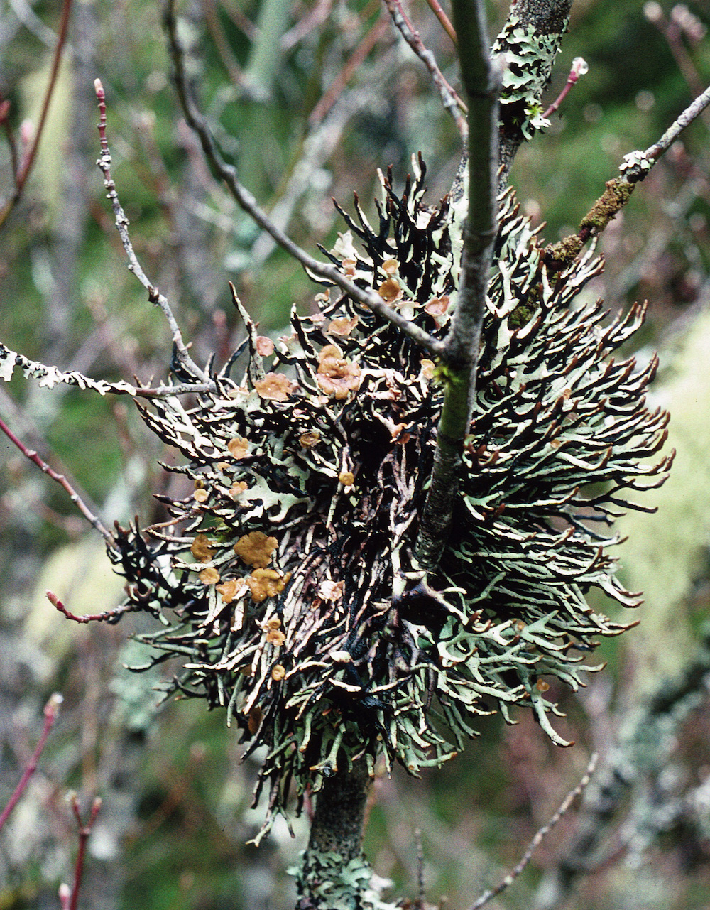 Hypogymnia inactiva - Habit