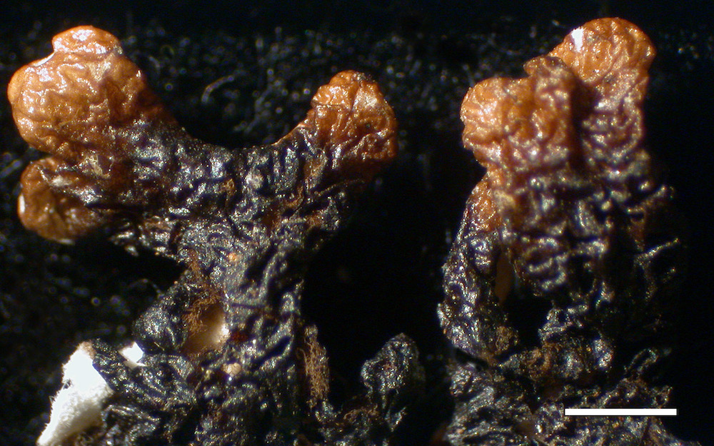 Hypogymnia incurvoides - Lower surface