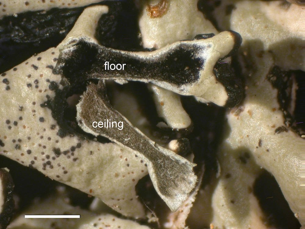 Hypogymnia krogiae - Lobe cavity