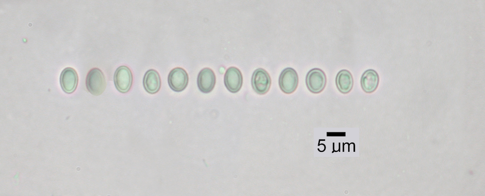 Hypogymnia krogiae - Ascospores