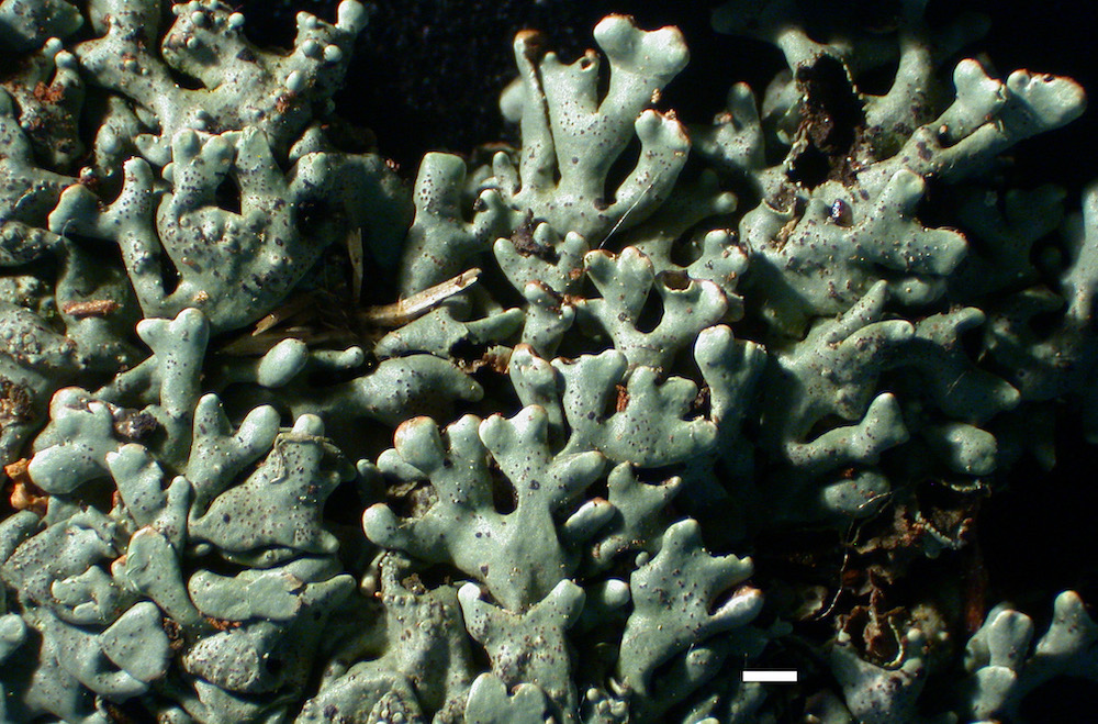 Hypogymnia krogiae - Habit