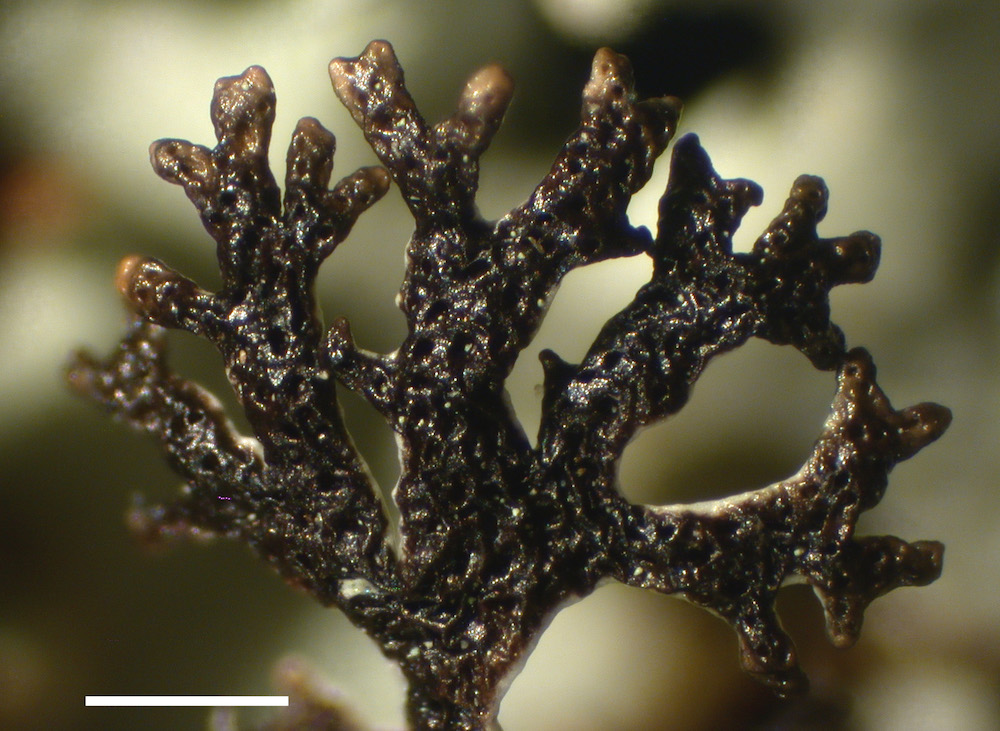 Hypogymnia lophyrea - Lower surface with cavernulae