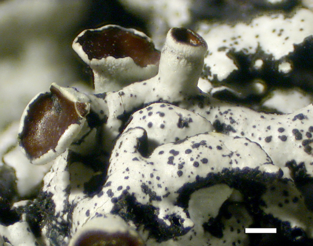 Hypogymnia minilobata - Apothecia