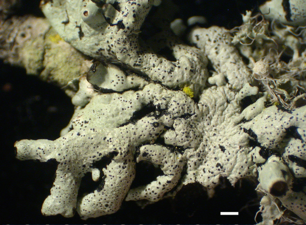 Hypogymnia minilobata - Lobes