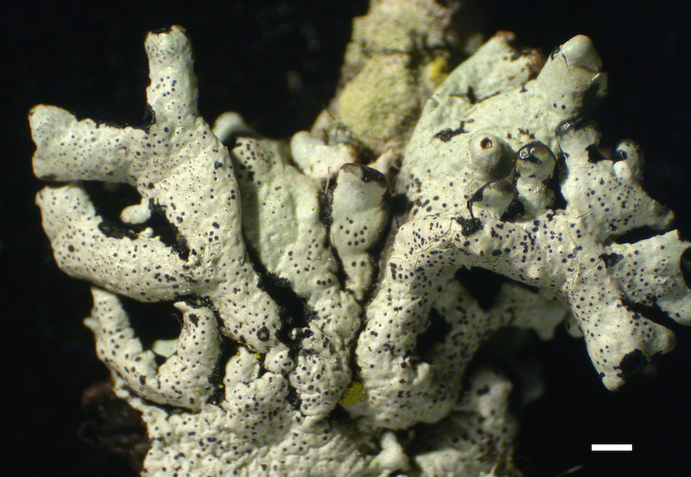 Hypogymnia minilobata - Lobes