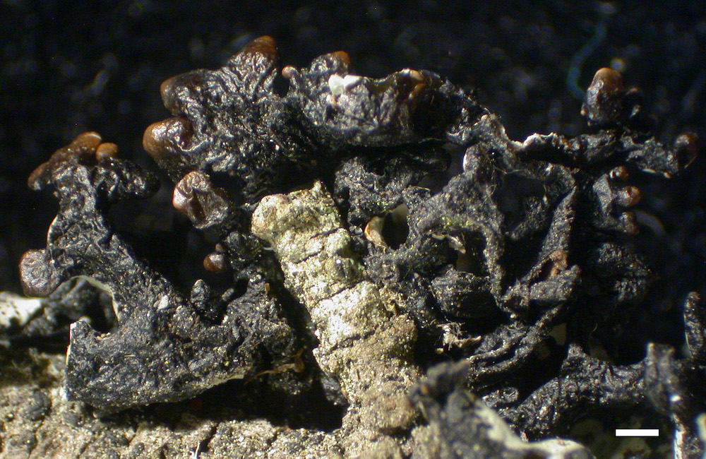 Hypogymnia minilobata - Lower surface