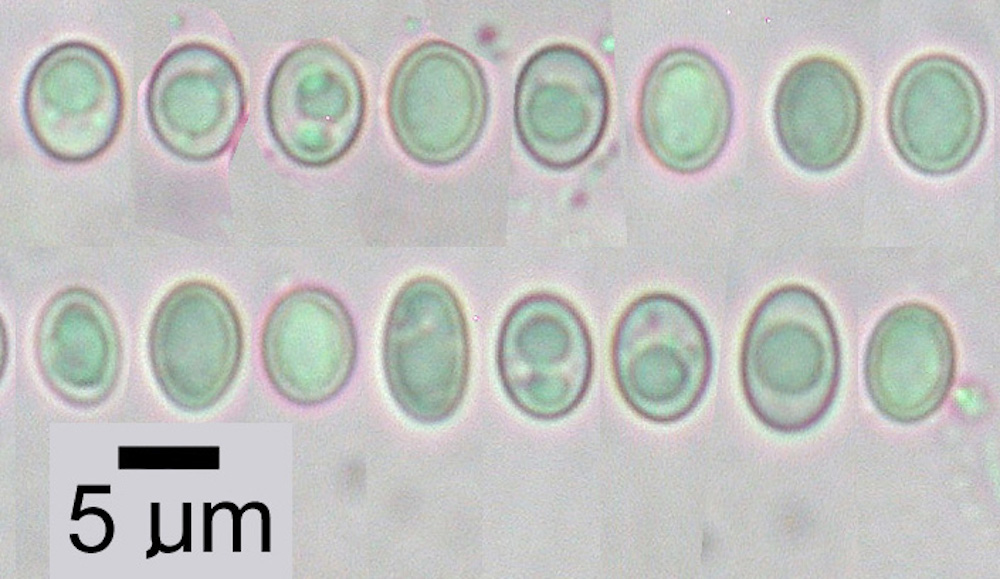 Hypogymnia minilobata - Ascospores