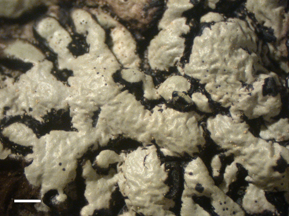 Hypogymnia occidentalis - Upper surface rugose