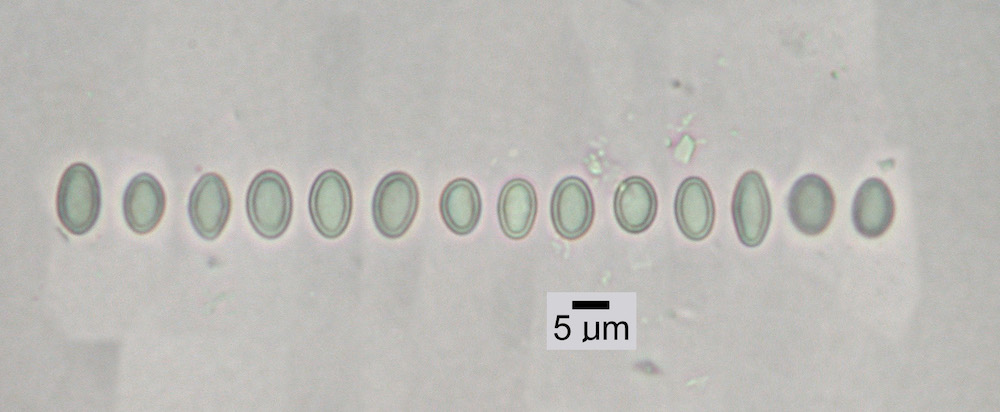 Hypogymnia pulverata - Ascospores