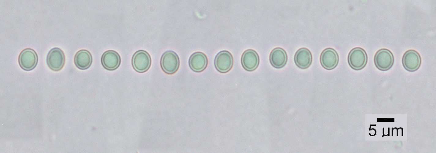 Hypogymnia rugosa - Ascospores