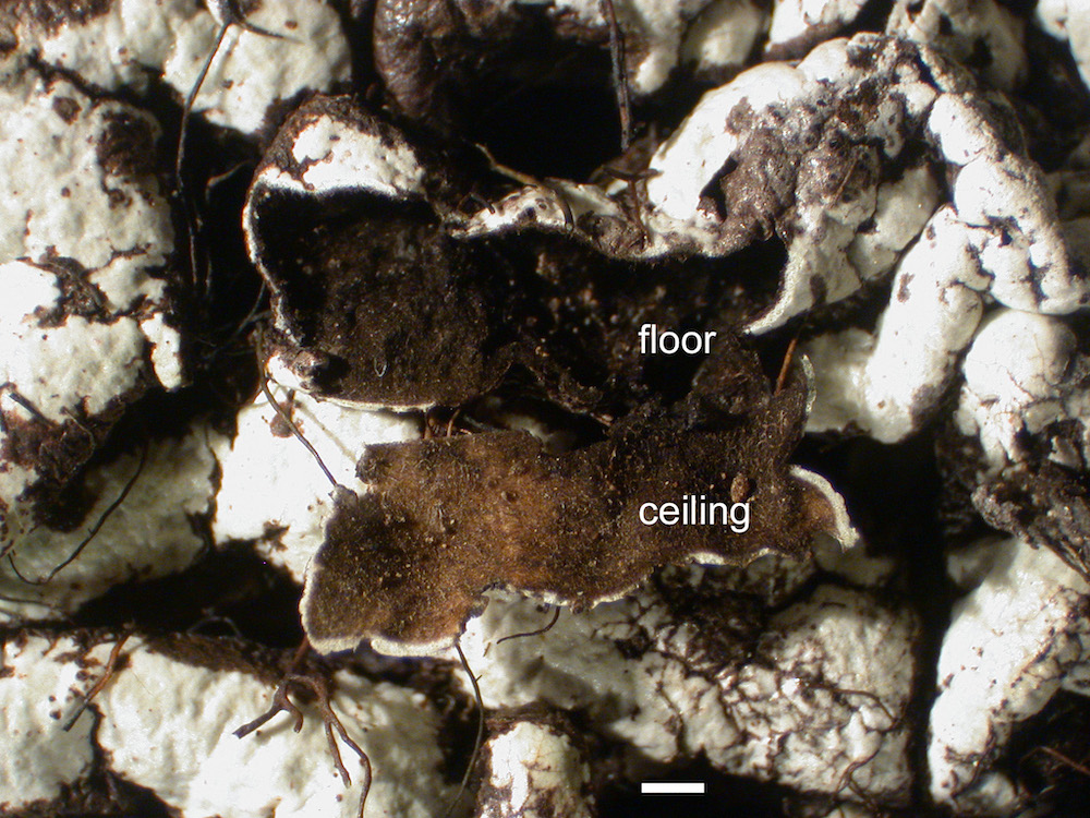 Hypogymnia rugosa - Lobe cavity