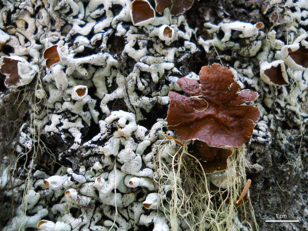 Hypogymnia rugosa - Apothecia