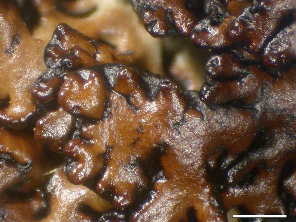 Hypogymnia subobscura - Lobes