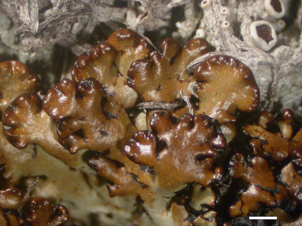 Hypogymnia subobscura - Lobes