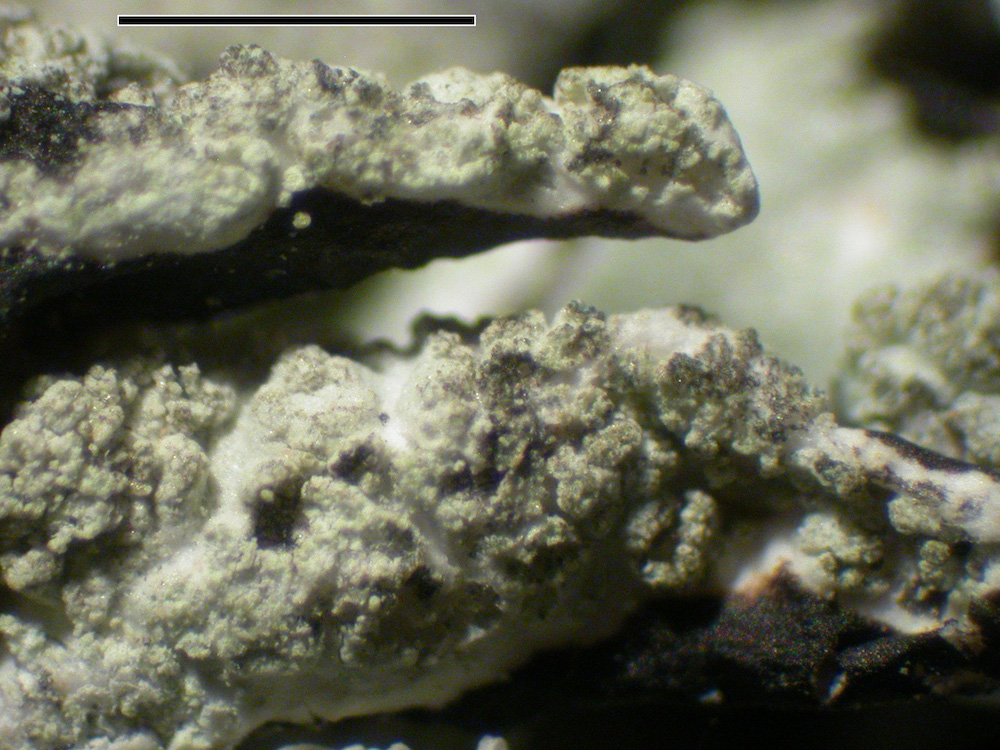 Hypogymnia subphysodes - Soredia