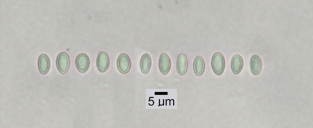 Hypogymnia subphysodes - Ascospores