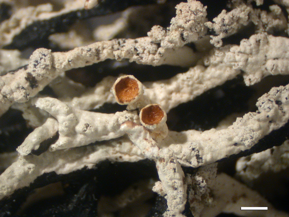 Hypogymnia subphysodes - Apothecia pedicels