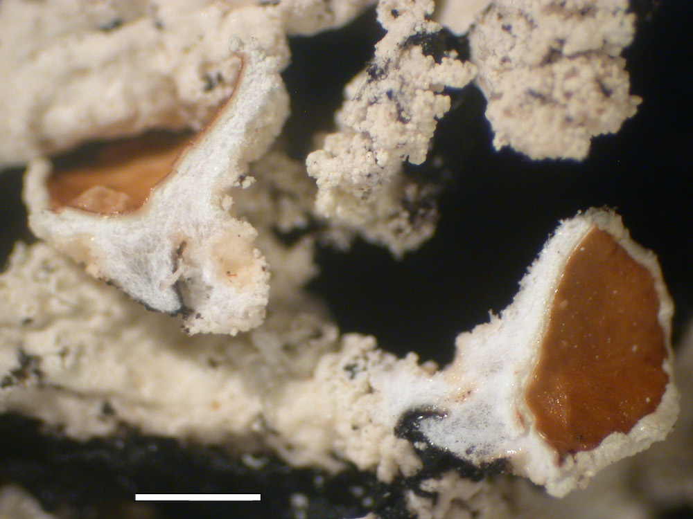 Hypogymnia subphysodes - Apothecia pedicels