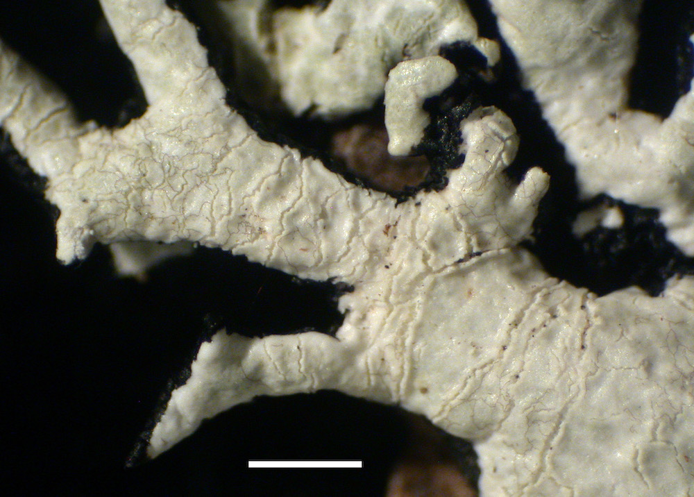 Hypogymnia subphysodes - Soredia incipient