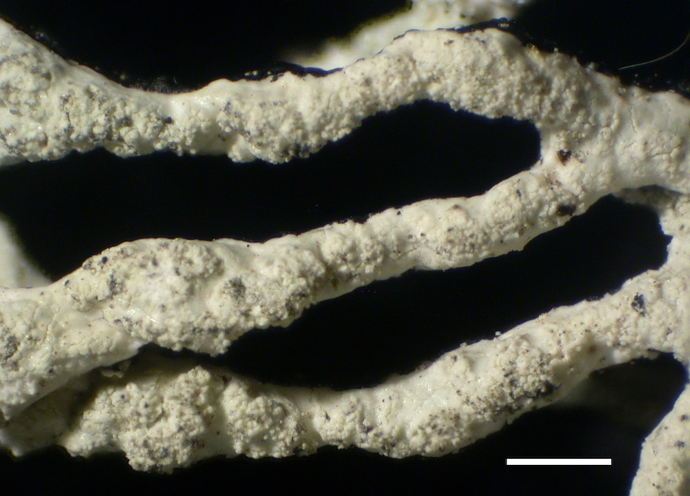 Hypogymnia subphysodes - Lobes