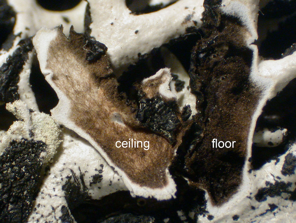 Hypogymnia tubulosa - Lobe cavity