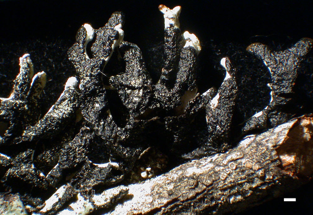 Hypogymnia tubulosa - Lower surface