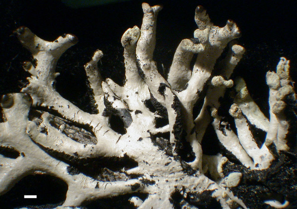 Hypogymnia tubulosa - Lobes