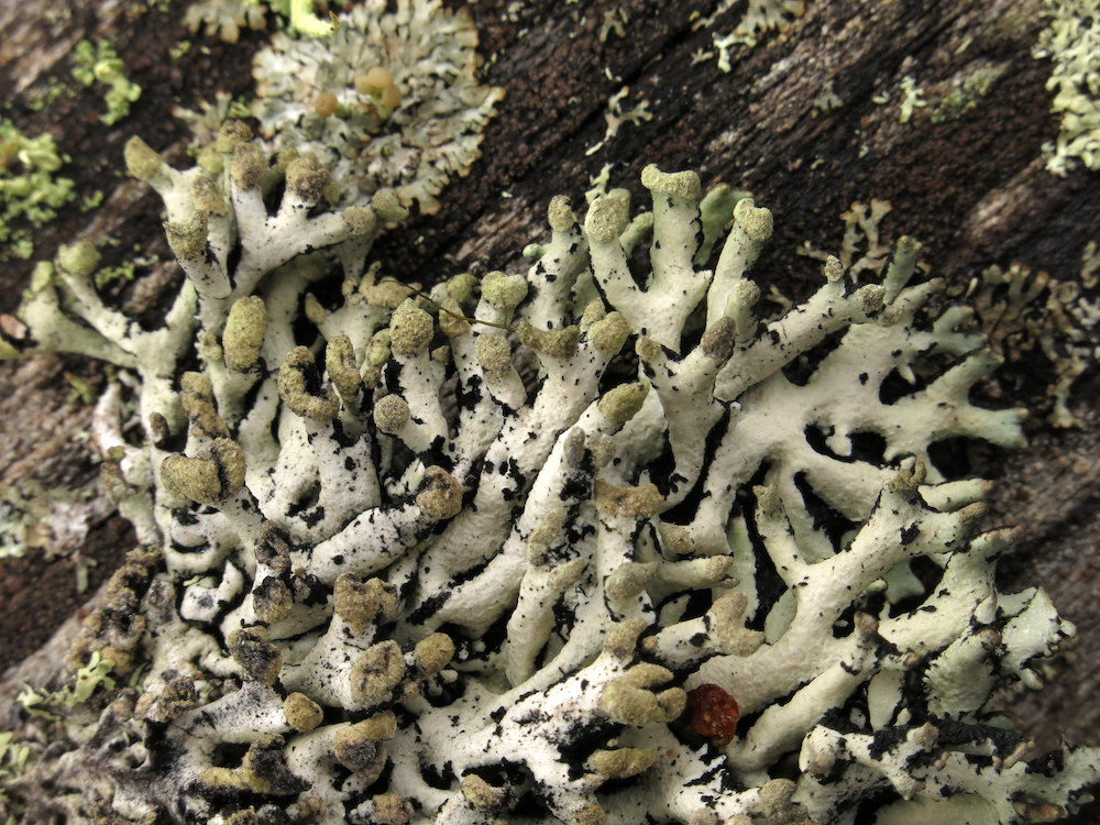 Hypogymnia tubulosa - Habit