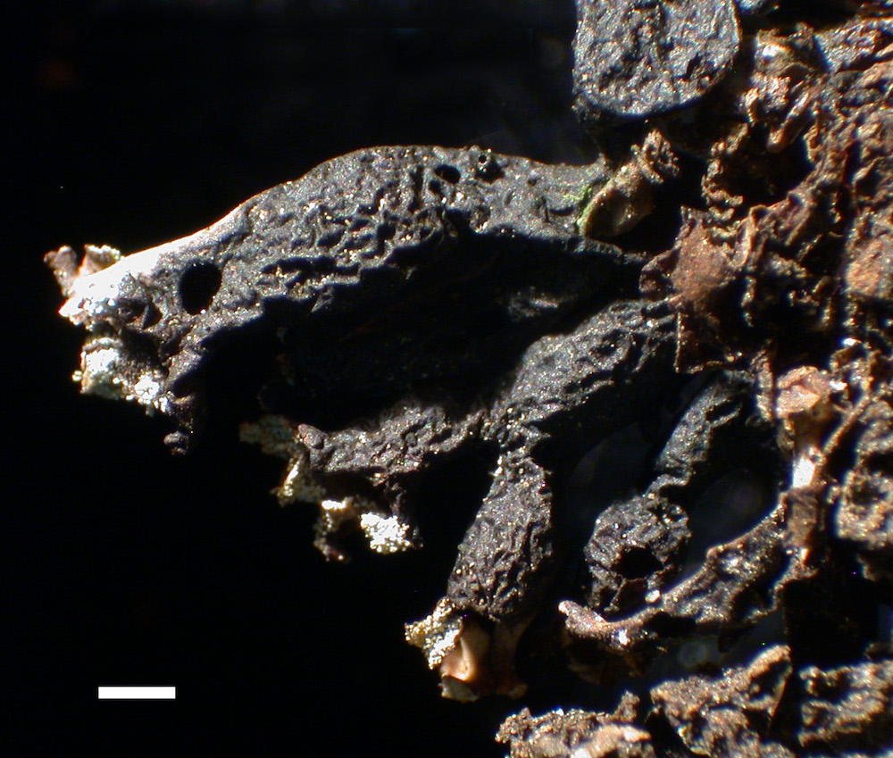 Hypogymnia vittata - Lower surface