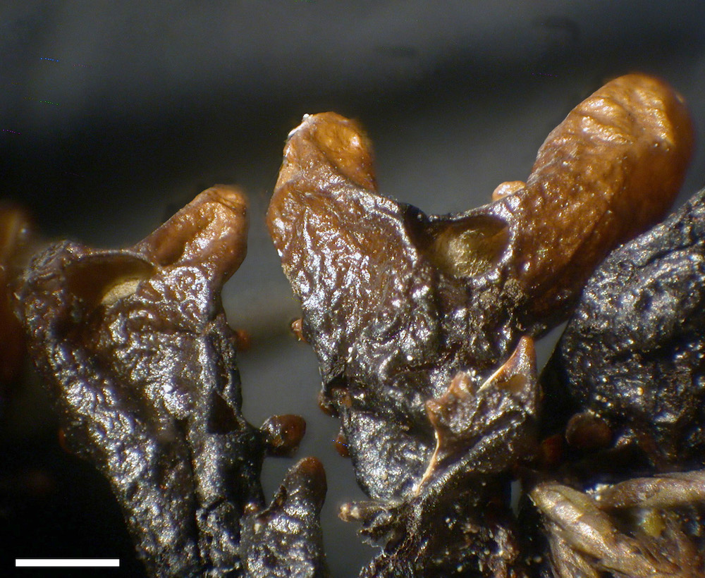 Hypogymnia vittata - Lower surface