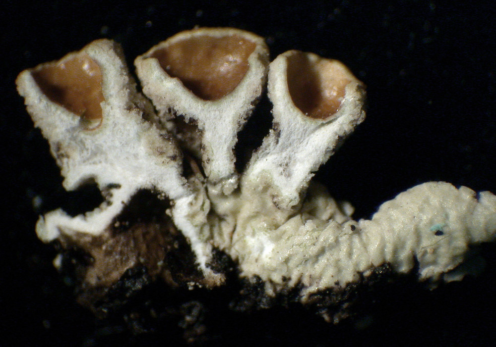 Hypogymnia wilfiana - Apothecia pedicels