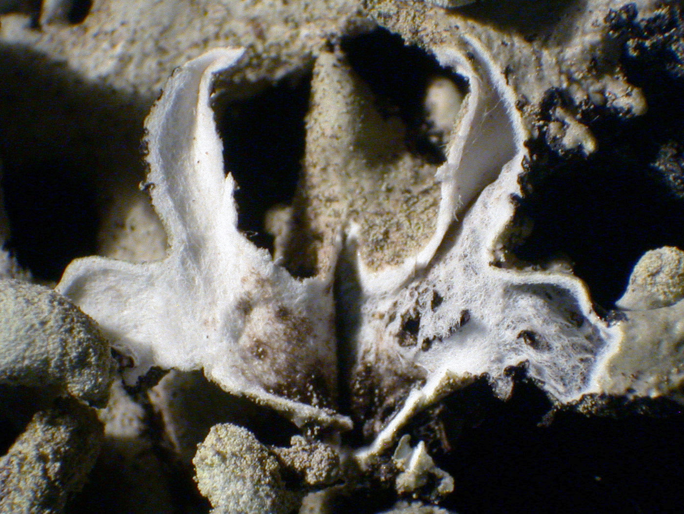 Hypogymnia tubulosa - Lobe cavity