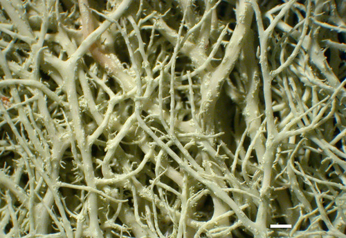 Alectoria imshaugii - Branches
