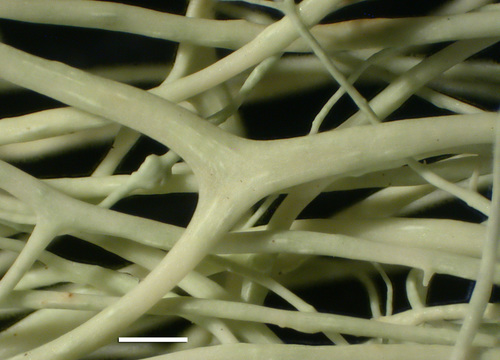 Alectoria sarmentosa - Pseudocyphellae