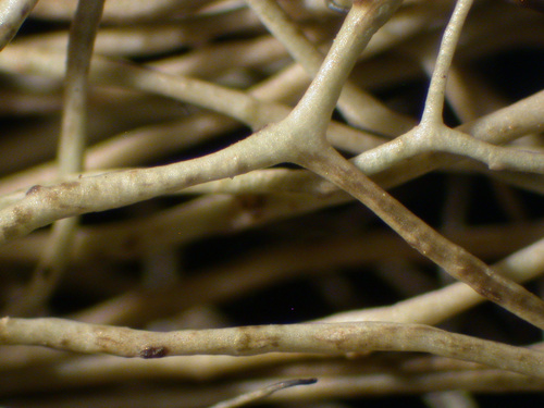 Bryoria capillaris - Branches