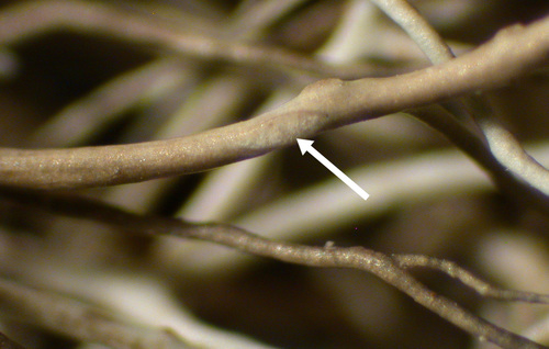 Bryoria capillaris - Pseudocyphellae