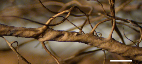 Bryoria fremontii - Branches