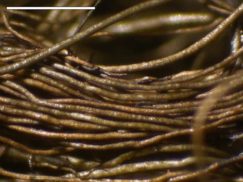Bryoria friabilis - Branches, small