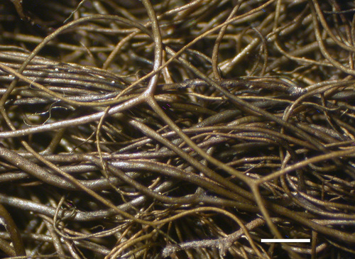 Bryoria friabilis - Habit