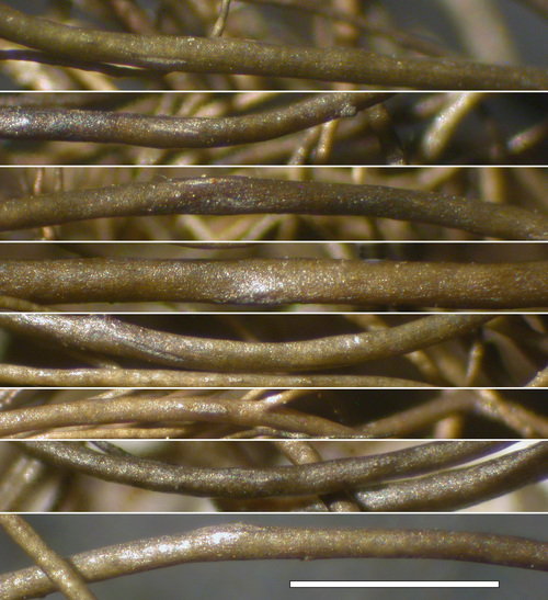 Bryoria friabilis - Pseudocyphellae