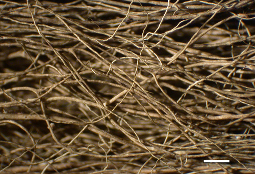 Bryoria friabilis - Branches