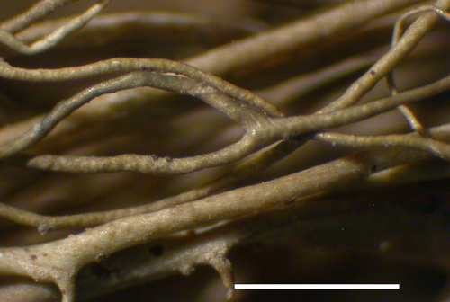 Bryoria friabilis - Branches