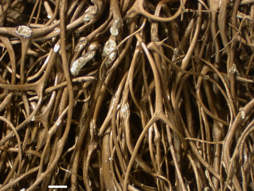 Bryoria fuscescens - Branches