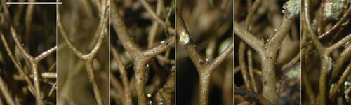 Bryoria fuscescens - Branching