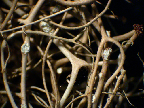Bryoria fuscescens - Branches