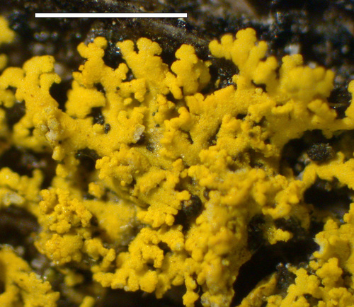 Candelaria pacifica - Lobes